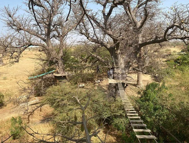 ACCROBAOBAB 3
