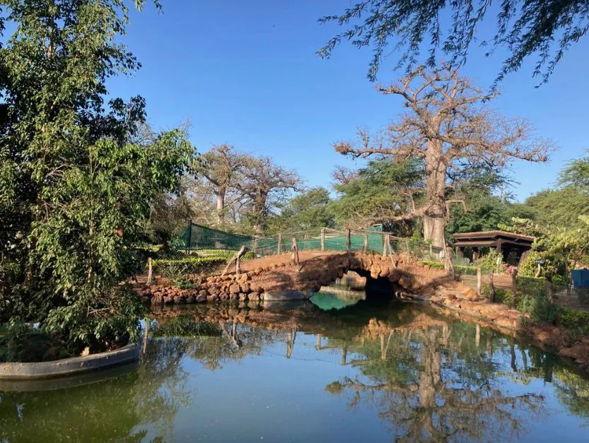 ACCROBAOBAB 2
